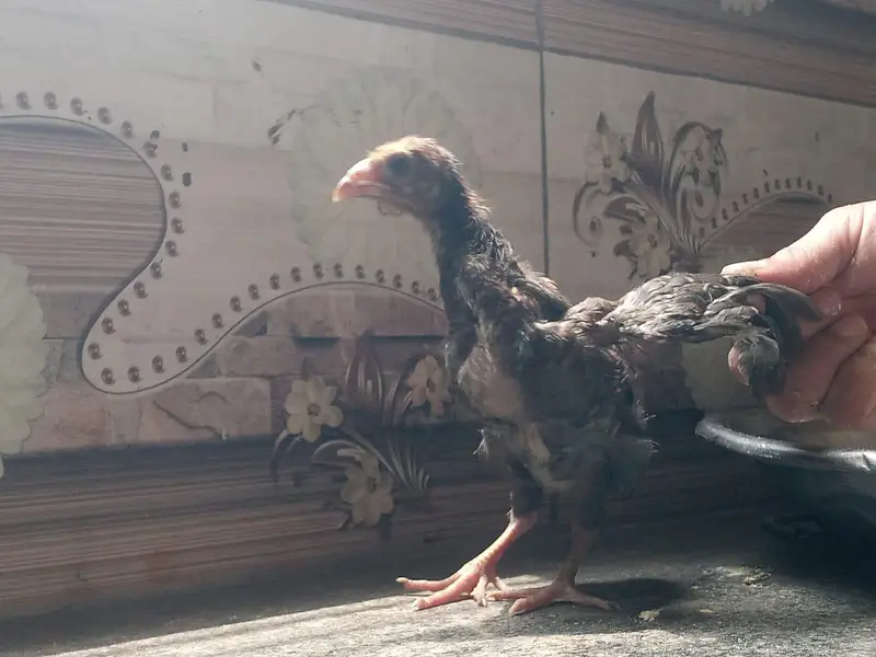 Aseel Chicks sale contact 03454162260 — photo 6