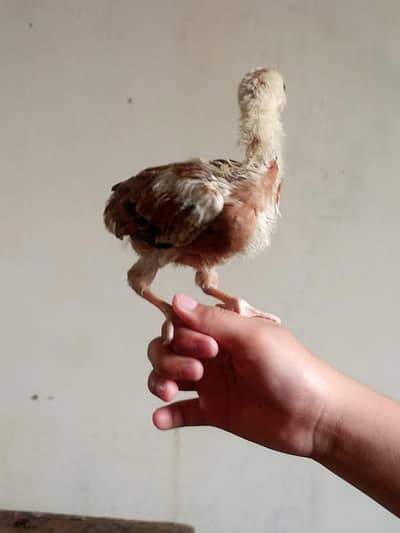 Aseel Chicks sale contact 03454162260