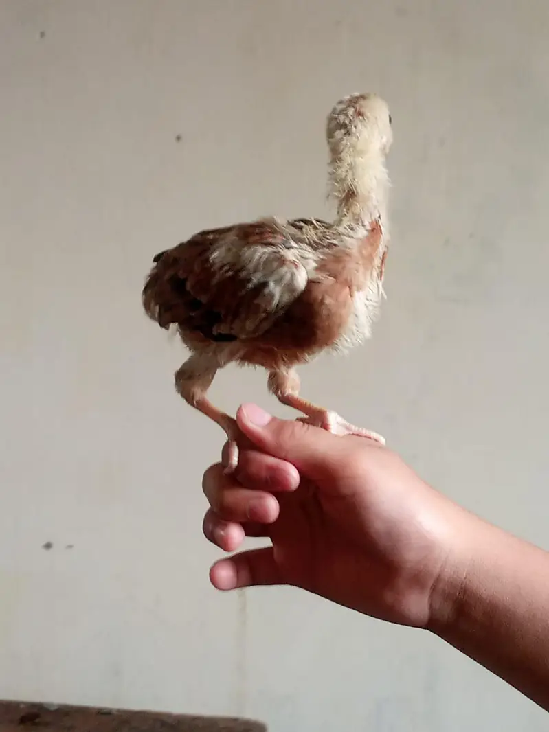 Aseel Chicks sale contact 03454162260 — photo 7
