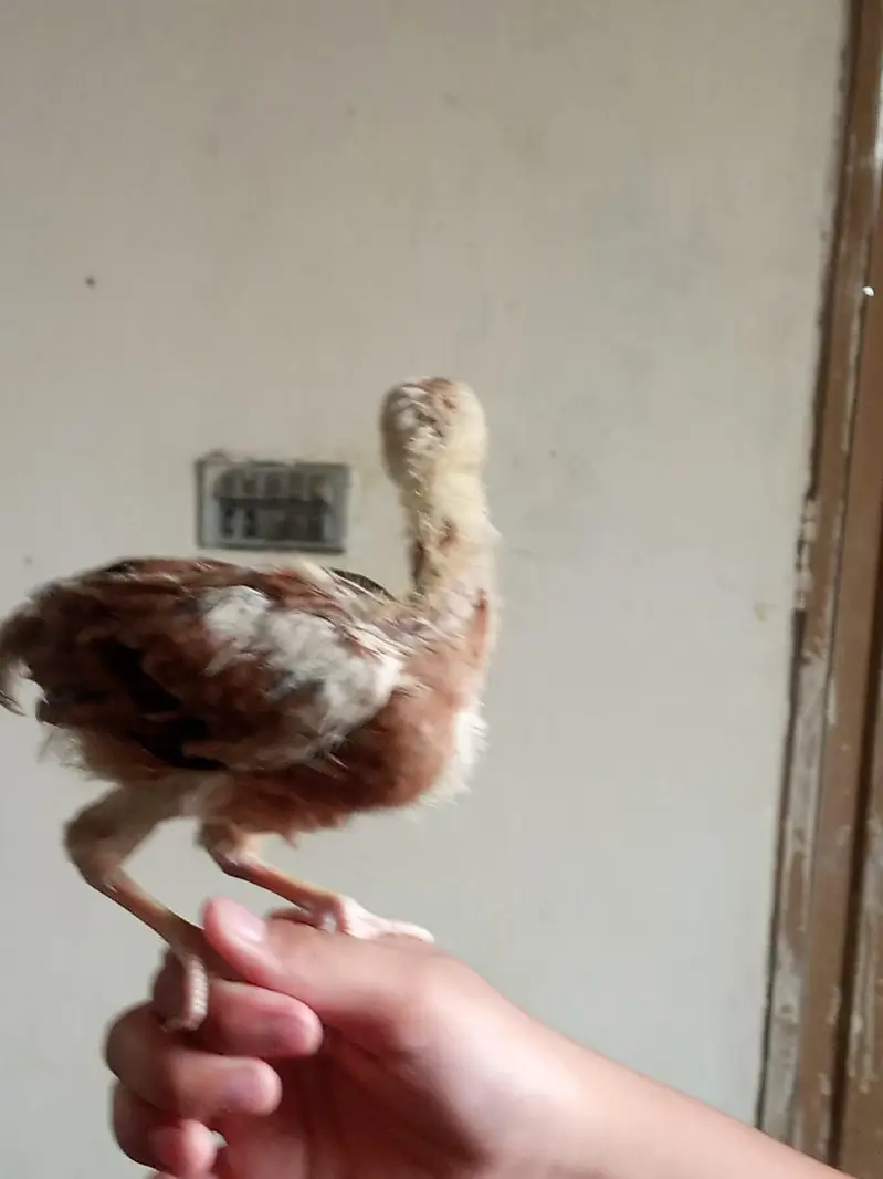 Aseel Chicks sale contact 03454162260 — photo 8