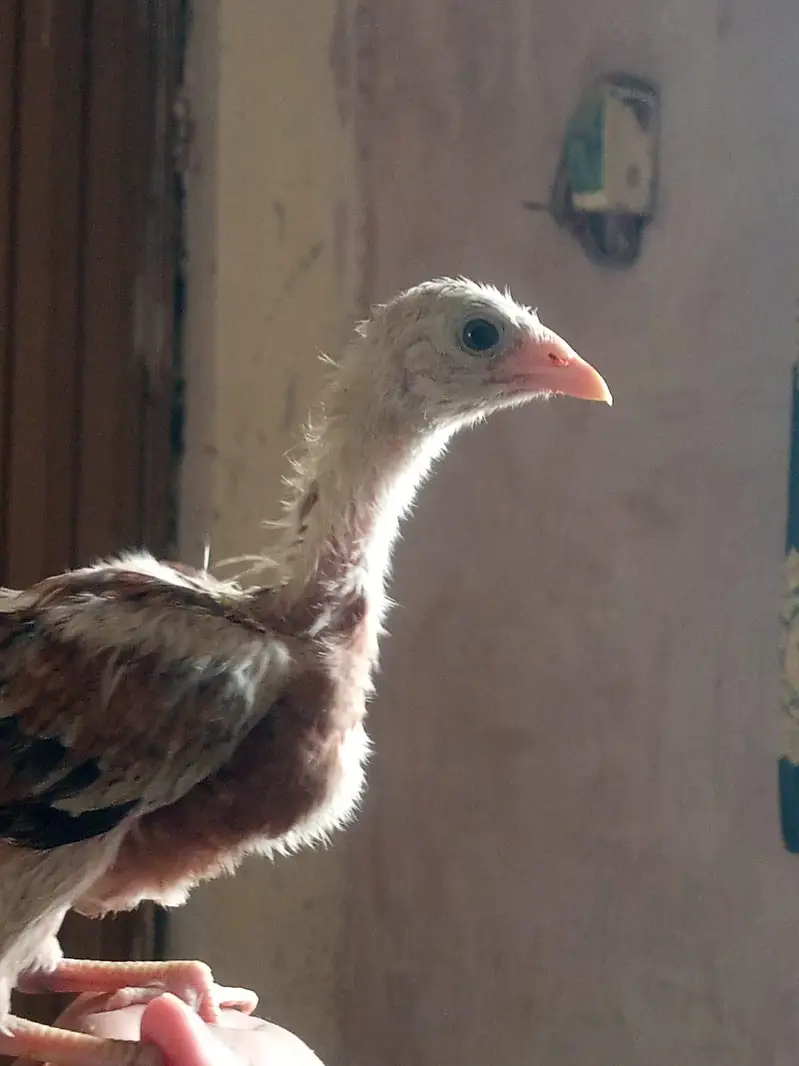 Aseel Chicks sale contact 03454162260 — photo 10
