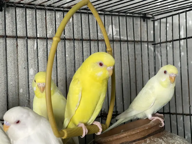 Cocktail and Australian parrots for sale — photo 3