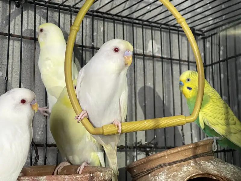 Cocktail and Australian parrots for sale — photo 2