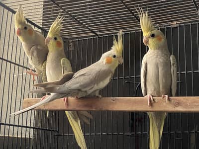 Cocktail and Australian parrots for sale