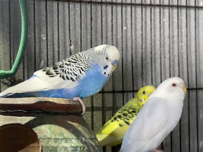 Cocktail and Australian parrots for sale — photo 4