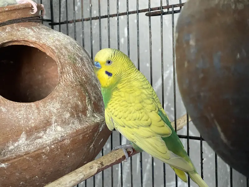 Cocktail and Australian parrots for sale — photo 5