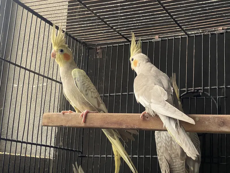 Cocktail and Australian parrots for sale — photo 6