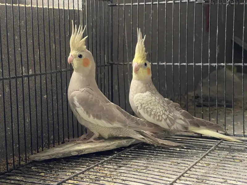 Cocktail and Australian parrots for sale — photo 7