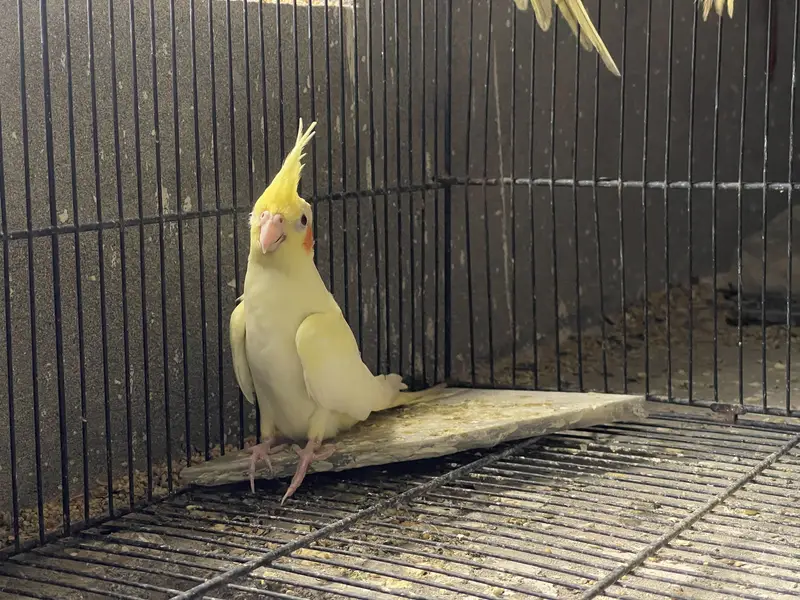 Cocktail and Australian parrots for sale — photo 8