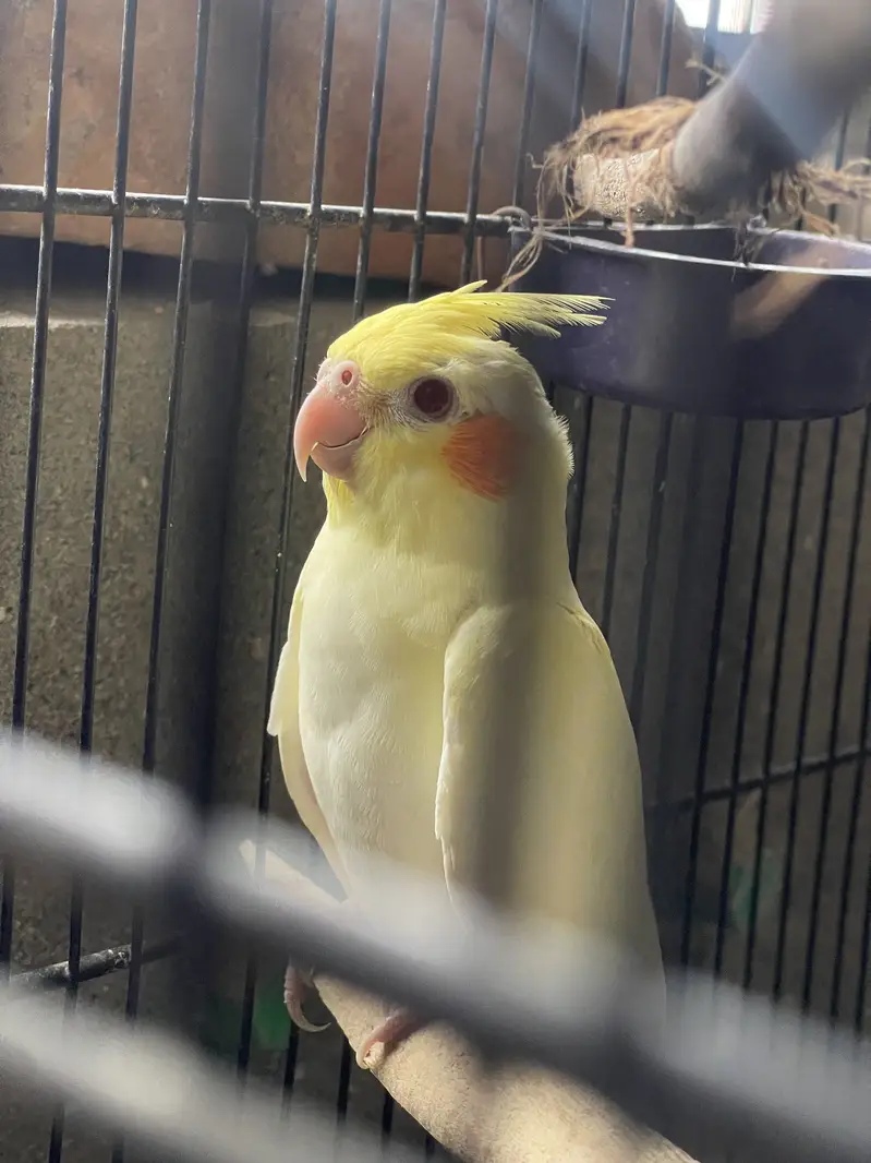 Cocktail and Australian parrots for sale — photo 9