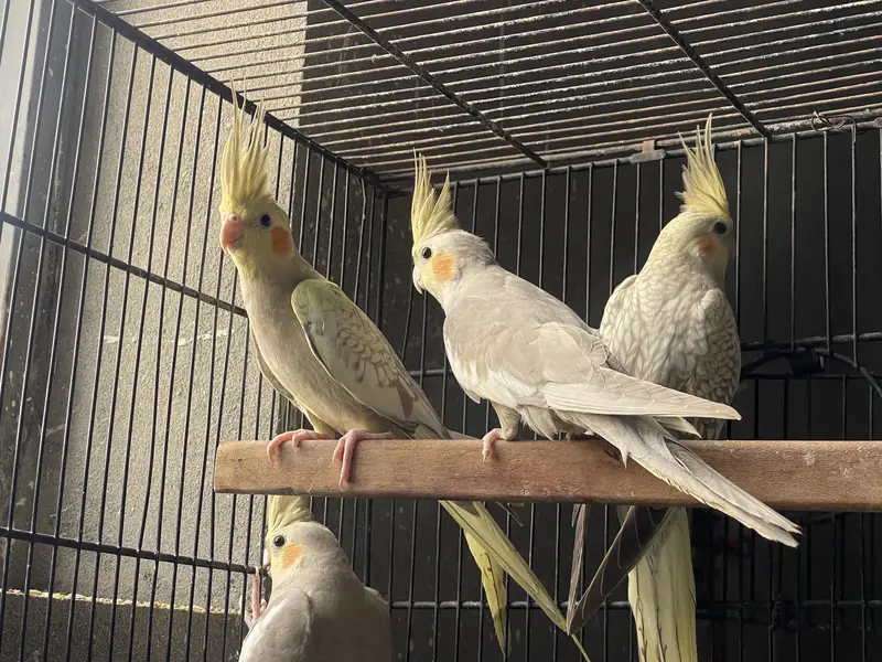 Cocktail and Australian parrots for sale — photo 10