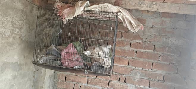 3 Cages for Sale full ok no any samagh no rust perfect condition