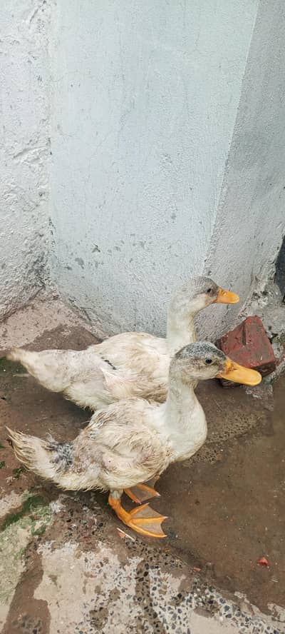 Ducks