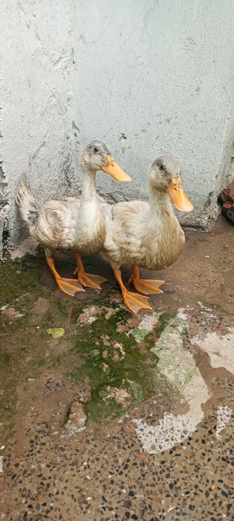 Ducks 1