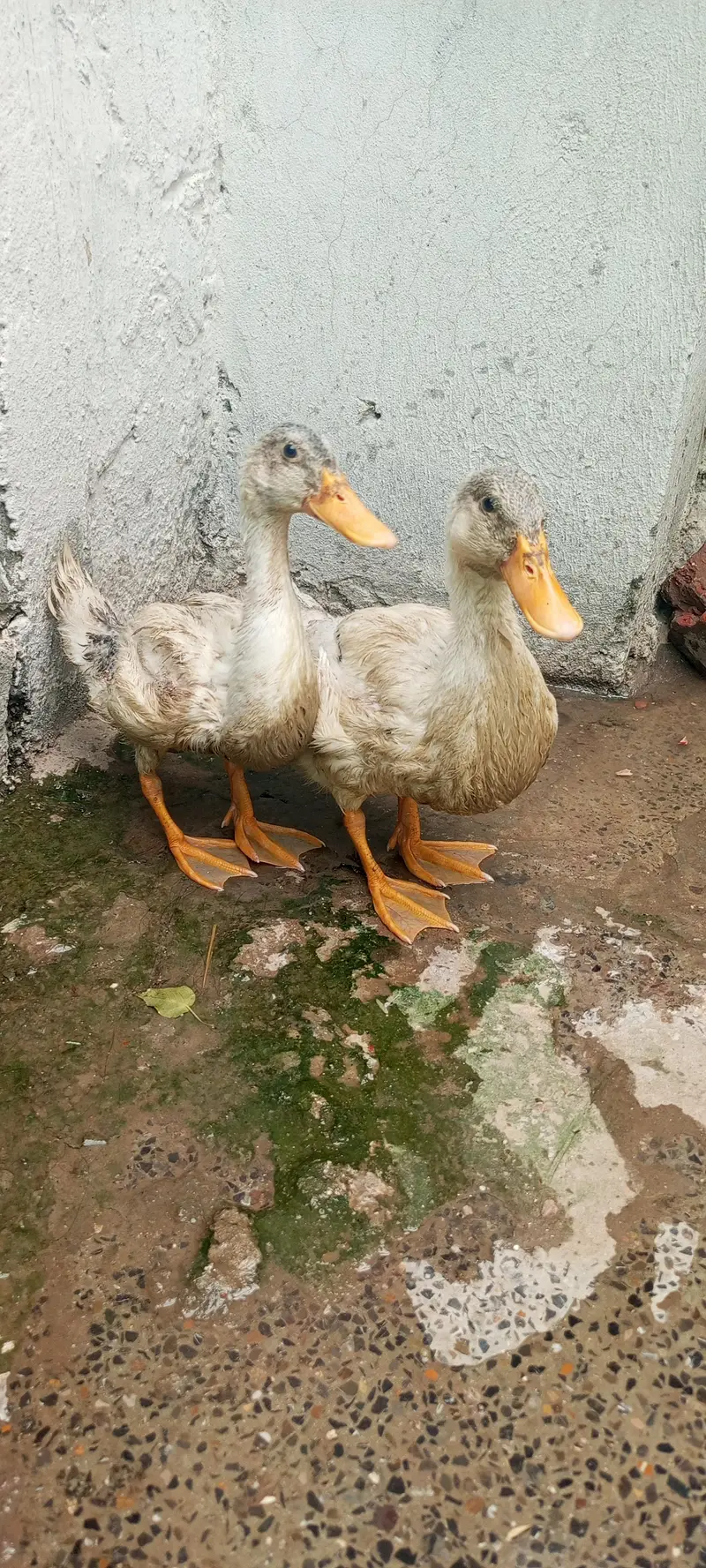 Ducks — photo 2