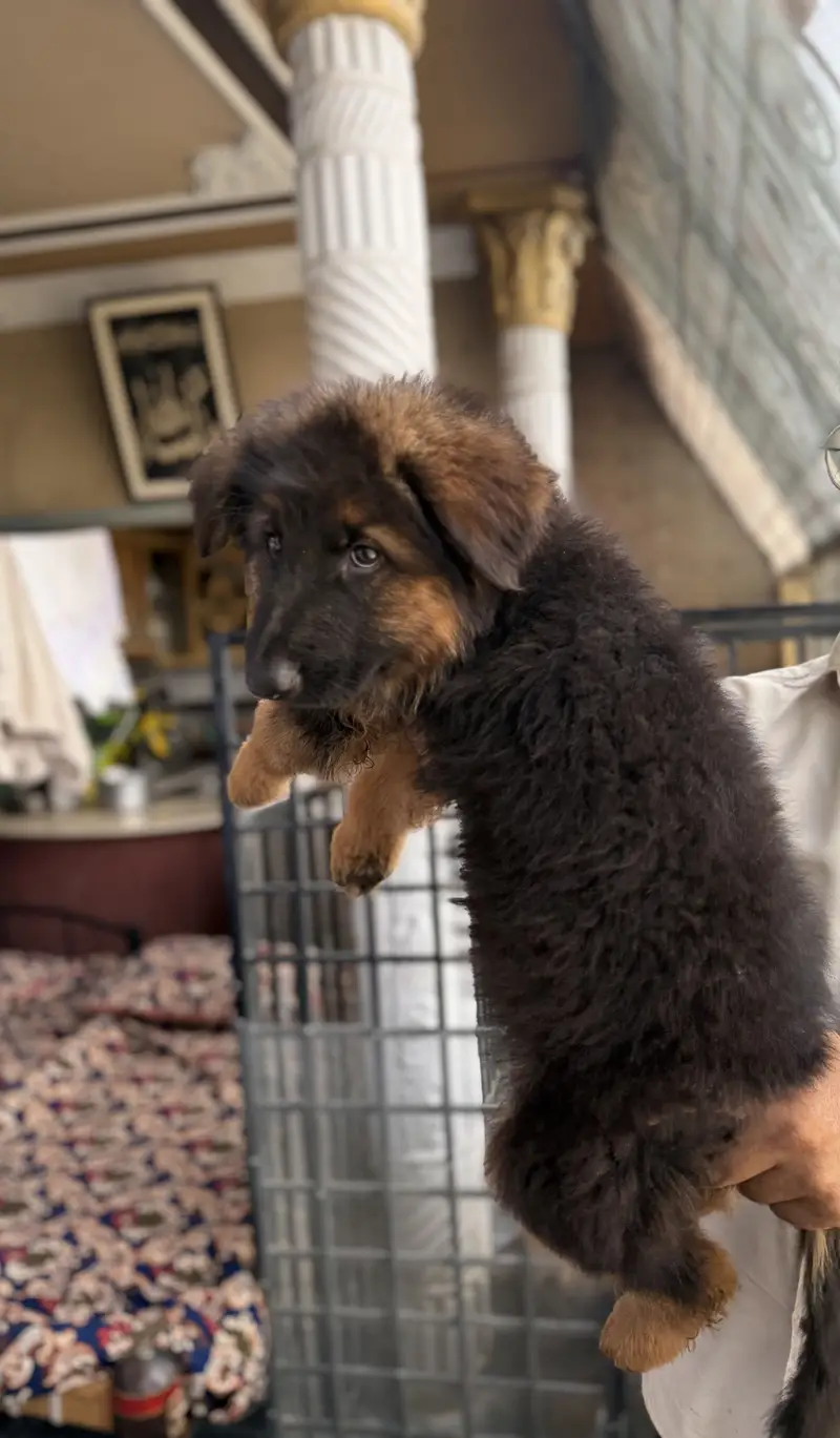 german shepherd — photo 2