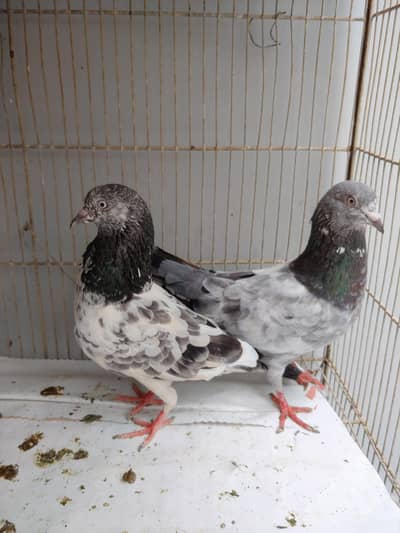 kabli pair for sale.