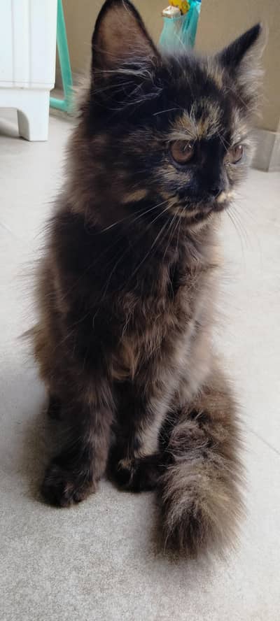 Persian kittens tripple coated available for sale