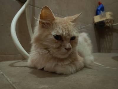 Doll Face Persian For Sale