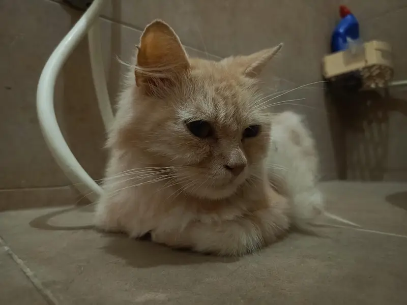 Doll Face Persian For Sale