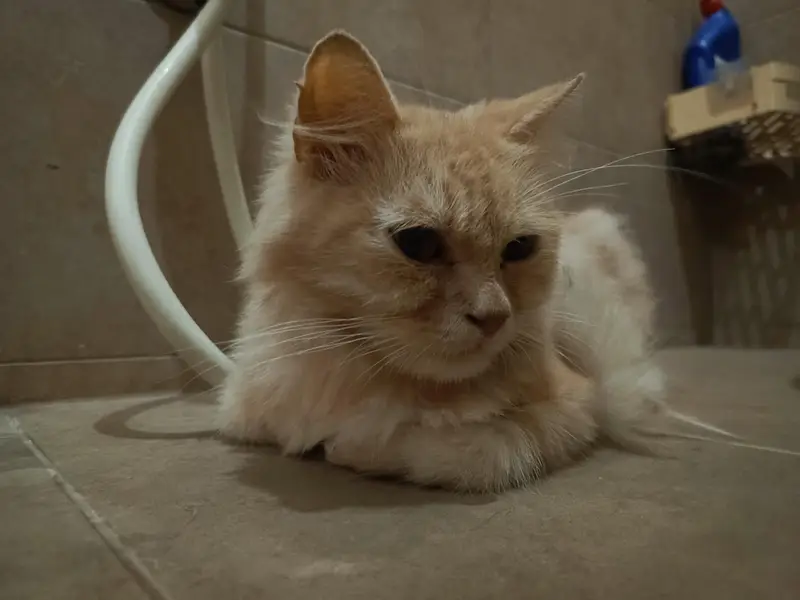 Doll Face Persian For Sale — photo 2