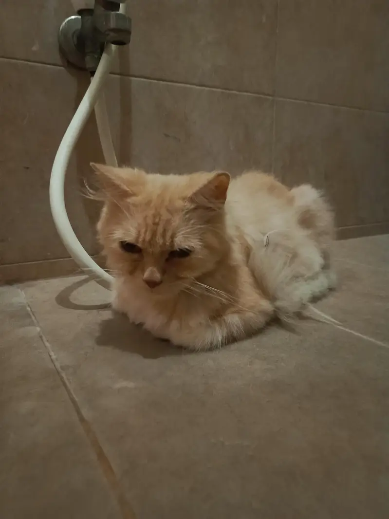 Doll Face Persian For Sale — photo 3