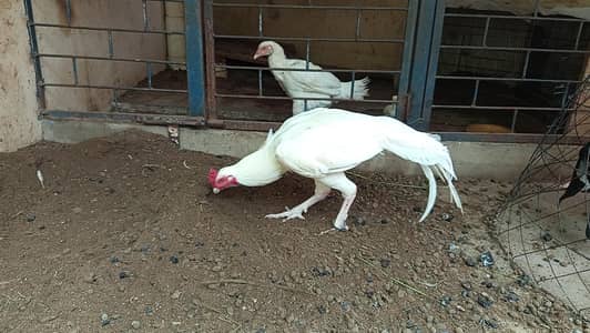 paper white aseel
