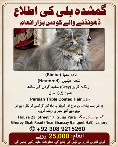 Missing Persian Female Cat (Simba) – Rs. 25,000 Reward | 03089215260