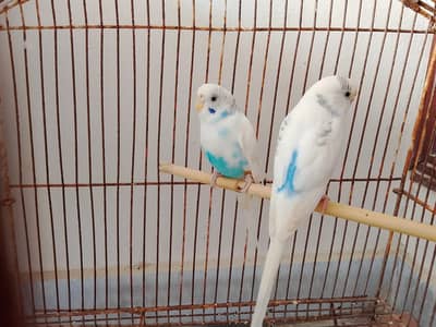 Blue Spangled Pied Australian Male and Female Budgie Healty and Active