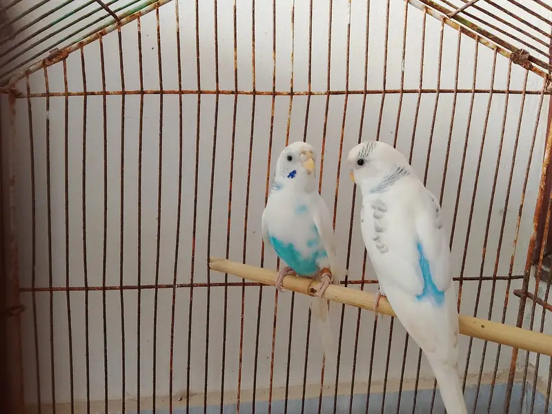 Blue Spangled Pied Australian Male and Female Budgie Healty and Active — photo 2