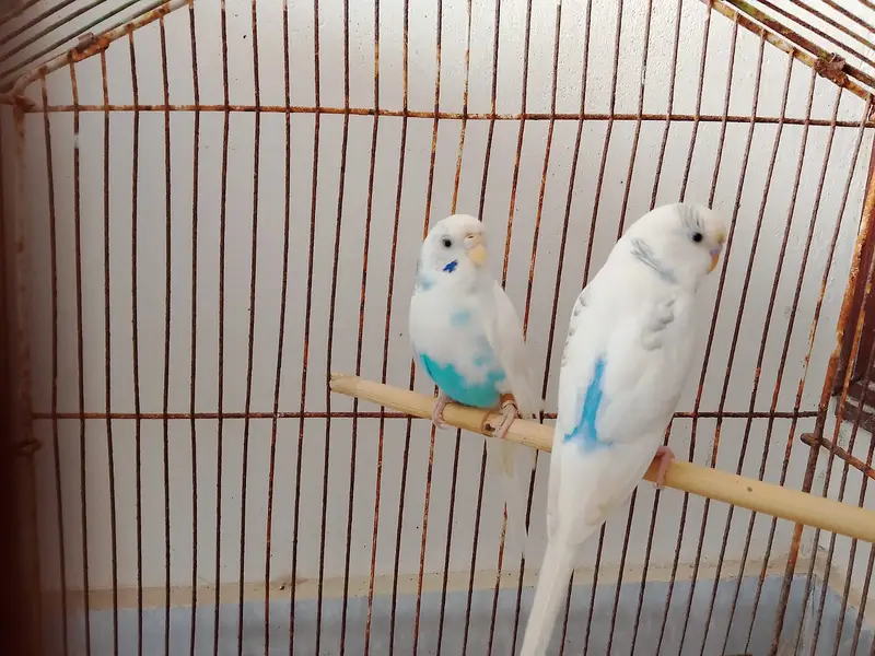 Blue Spangled Pied Australian Male and Female Budgie Healty and Active — photo 3