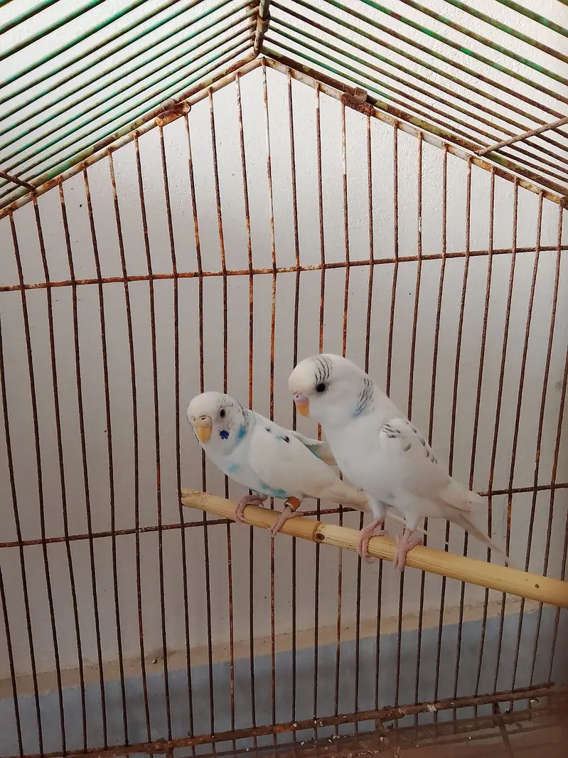Blue Spangled Pied Australian Male and Female Budgie Healty and Active — photo 4