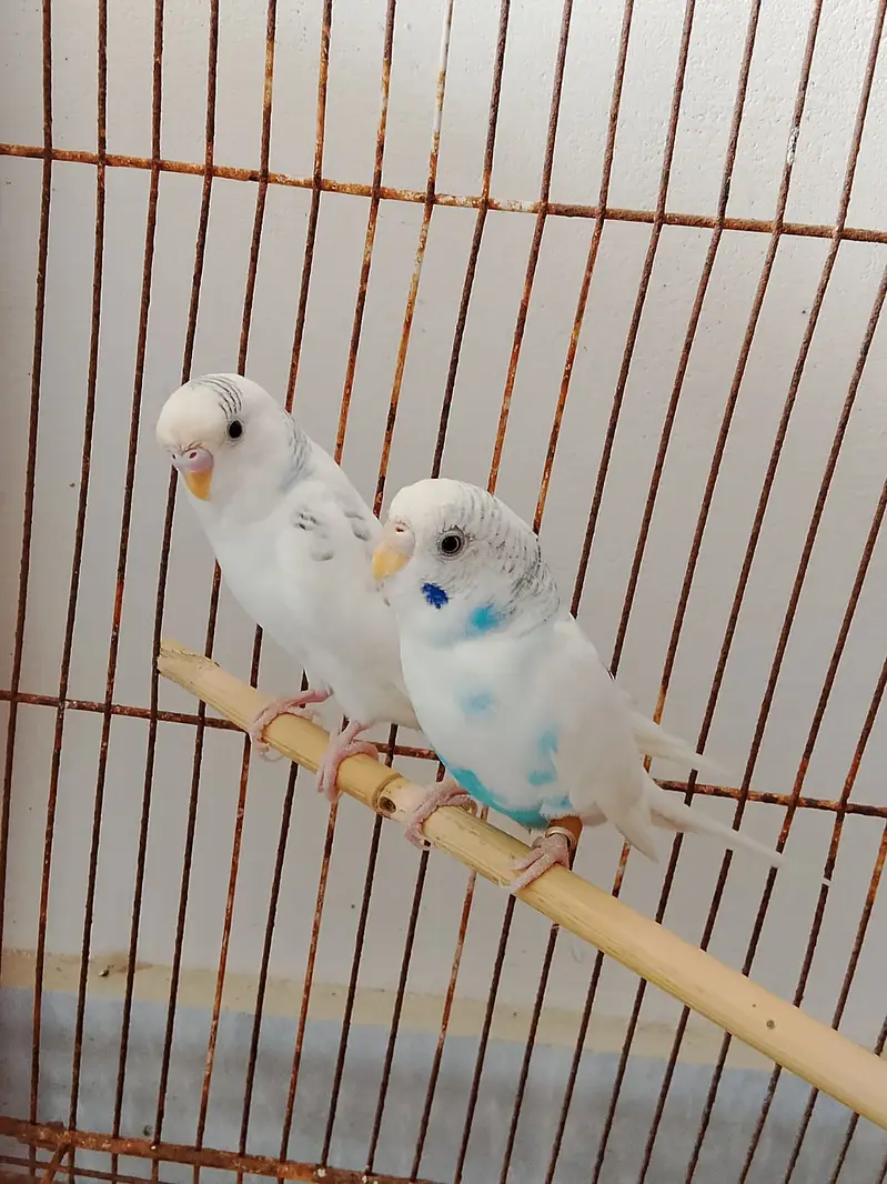 Blue Spangled Pied Australian Male and Female Budgie Healty and Active — photo 5