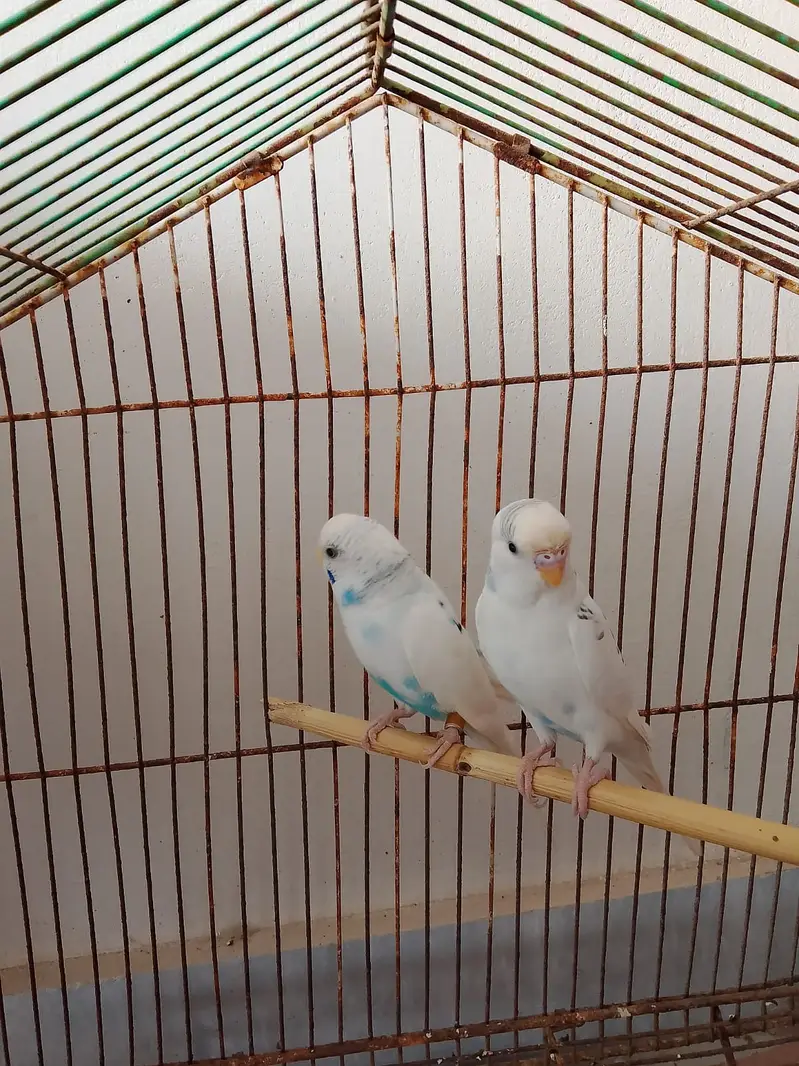 Blue Spangled Pied Australian Male and Female Budgie Healty and Active — photo 6