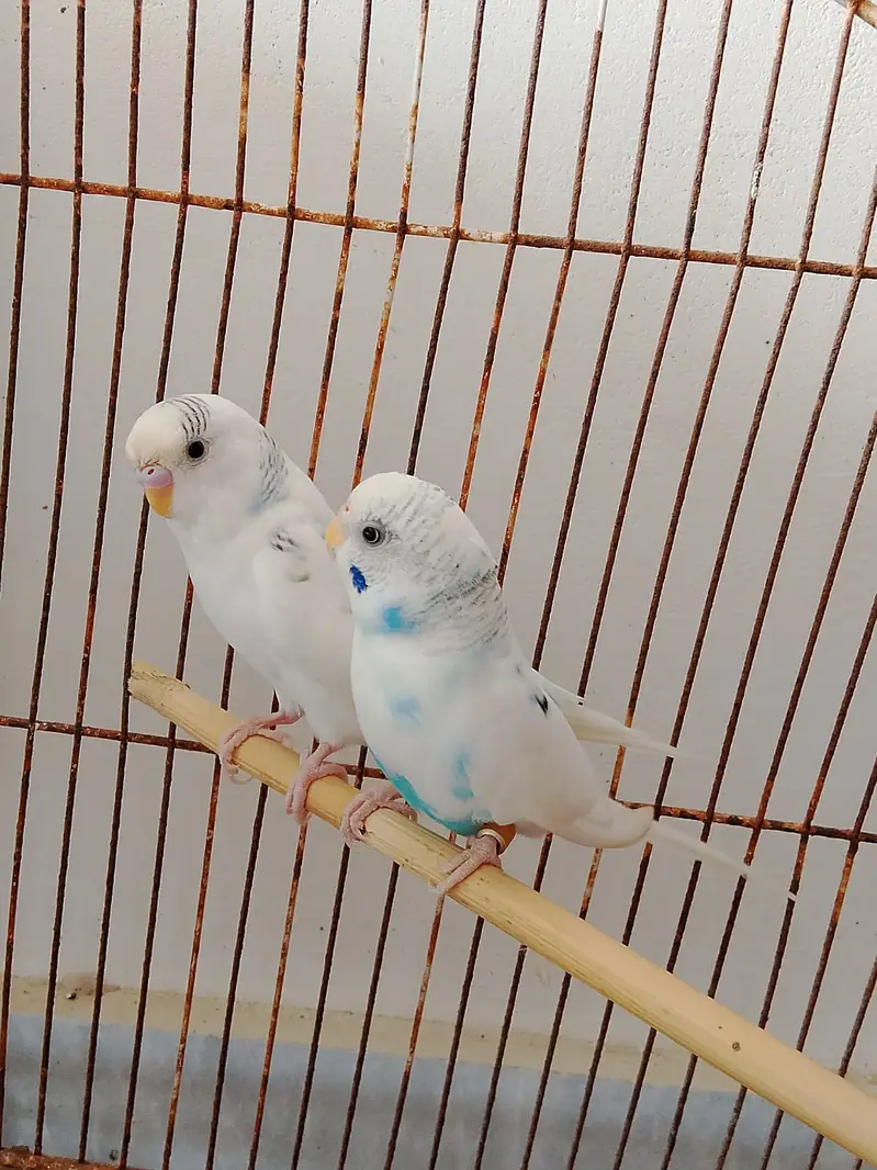 Blue Spangled Pied Australian Male and Female Budgie Healty and Active — photo 7