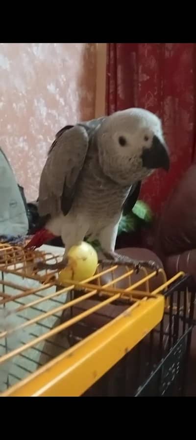 African grey