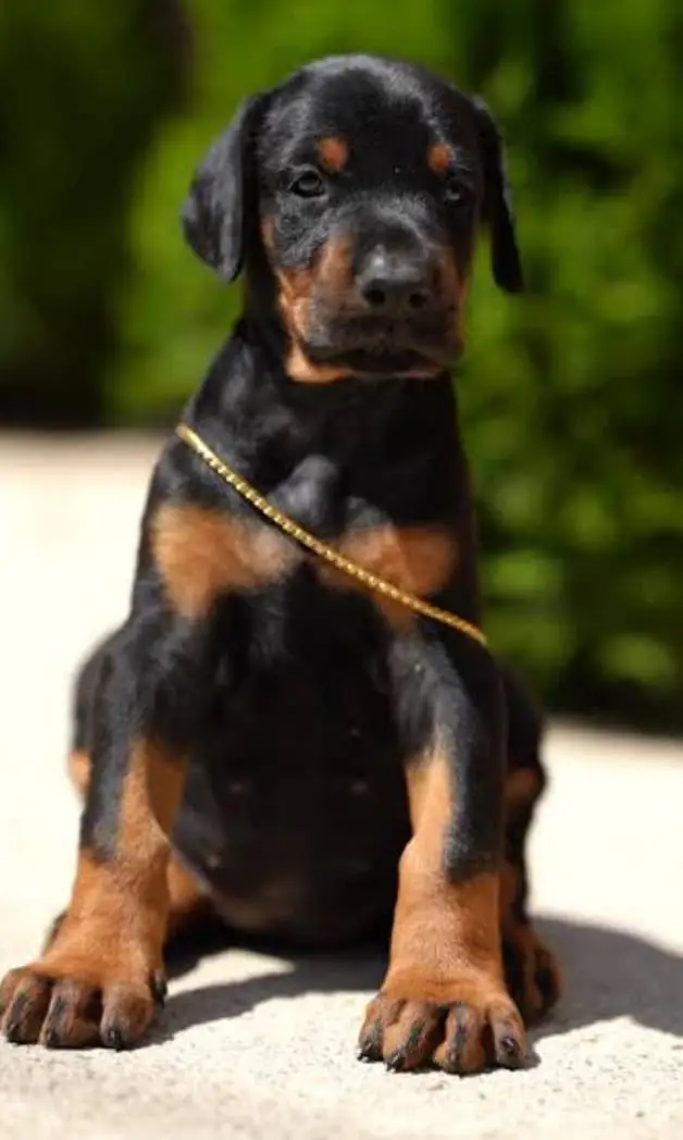 European Doberman Female Puppies _Imported puppy | Doberman Dog