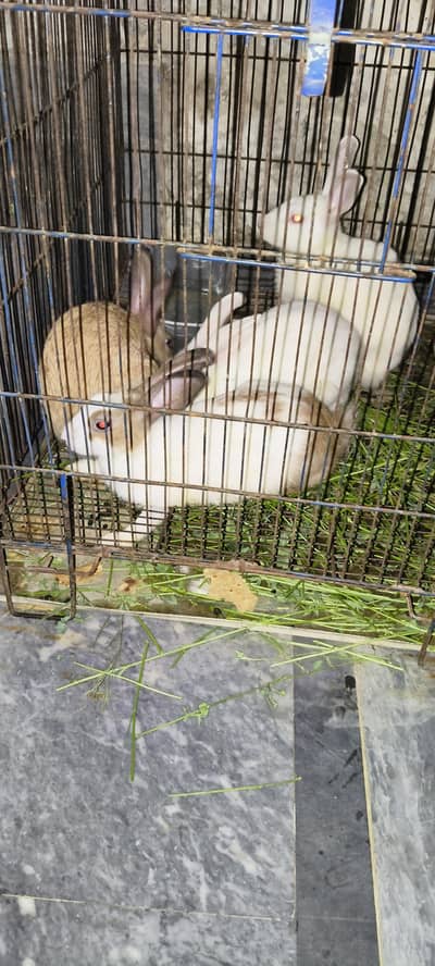 2 pair rabbit @ Rs. 2000 per pair