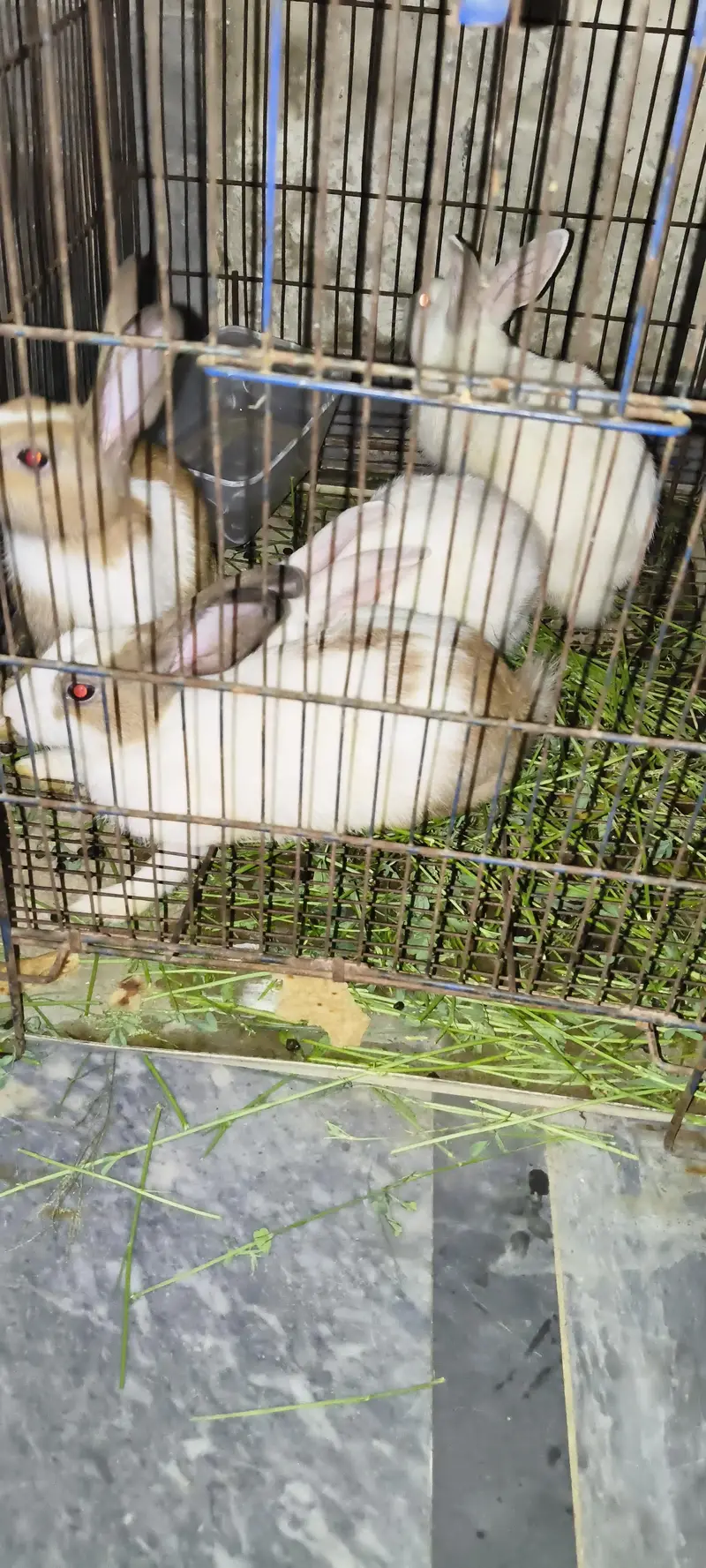 2 pair rabbit @ Rs. 2000 per pair — photo 2