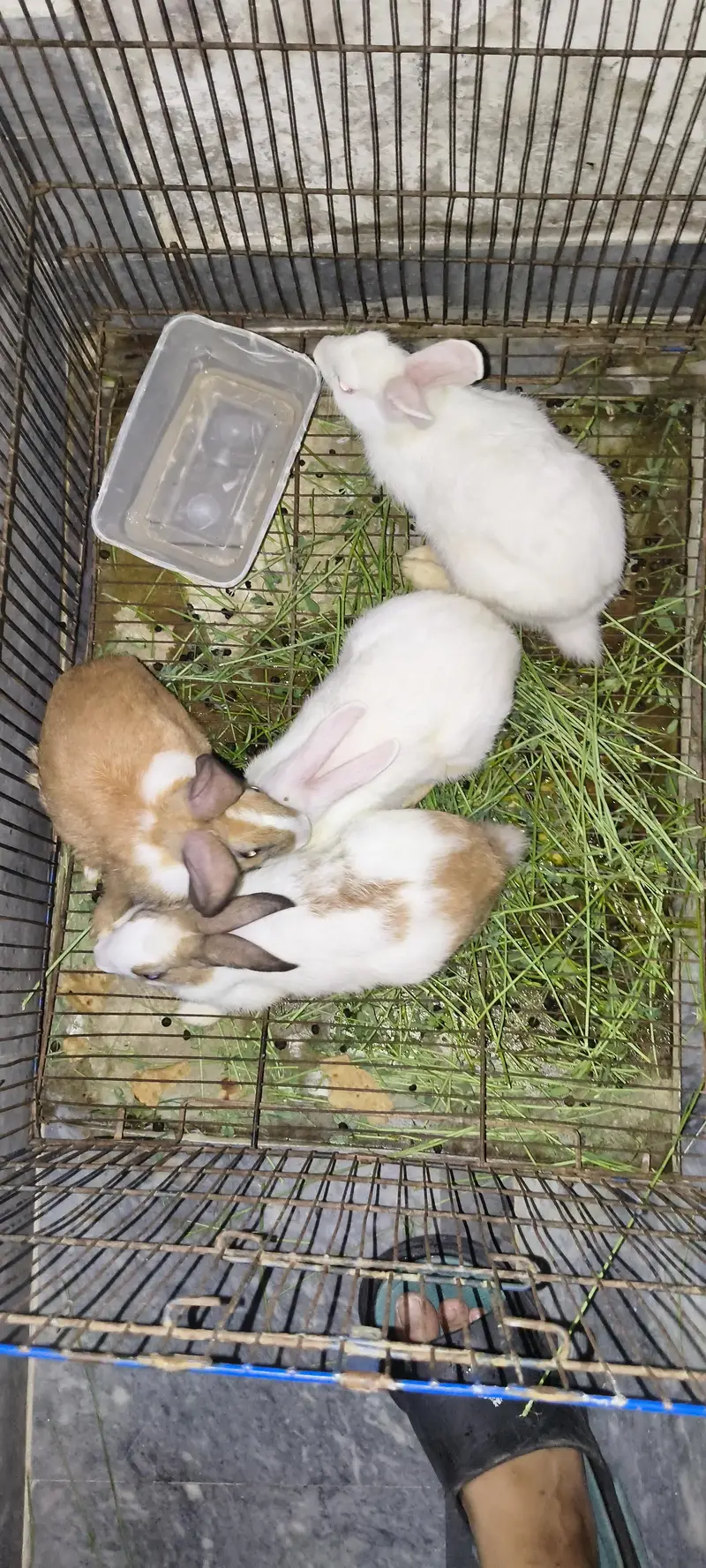 2 pair rabbit @ Rs. 2000 per pair — photo 3