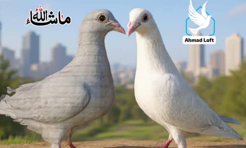 Paper white Qasad Breder pair For sale