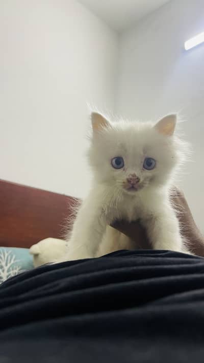 Blue eyes persian kitten for sale