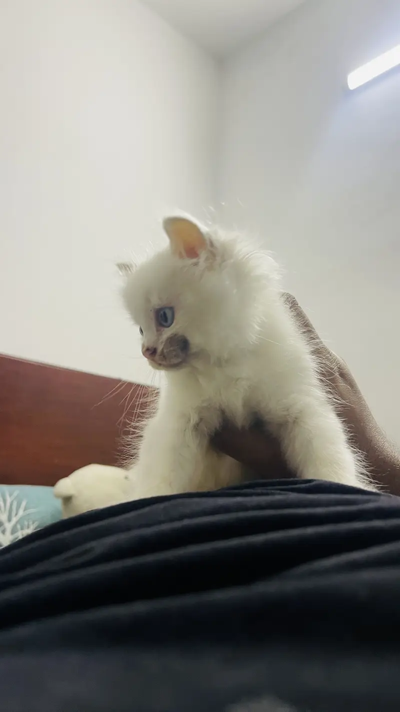 Blue eyes persian kitten for sale — photo 2