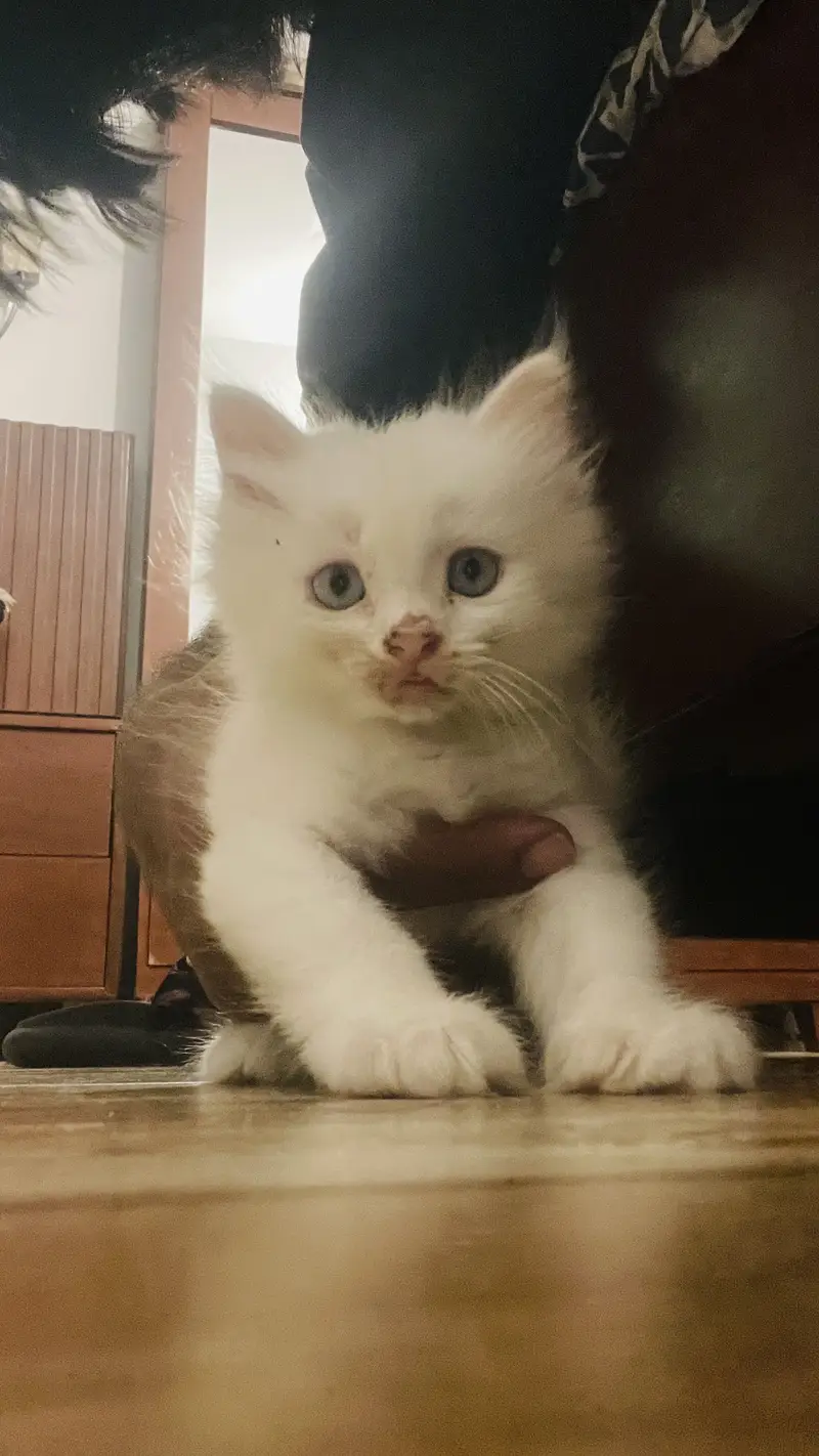 Blue eyes persian kitten for sale — photo 3