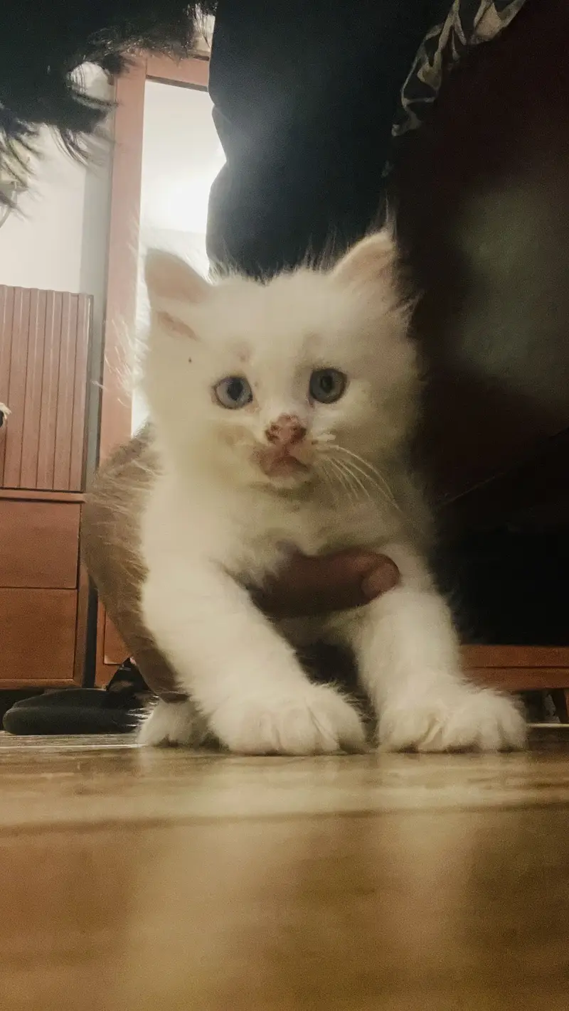 Blue eyes persian kitten for sale — photo 4
