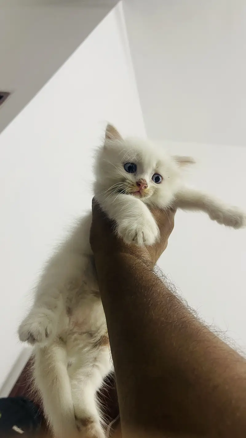 Blue eyes persian kitten for sale — photo 5