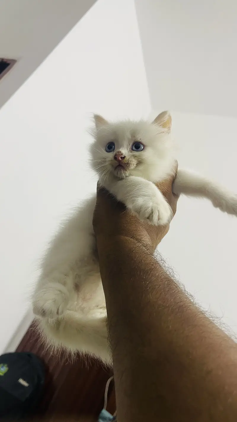 Blue eyes persian kitten for sale — photo 6
