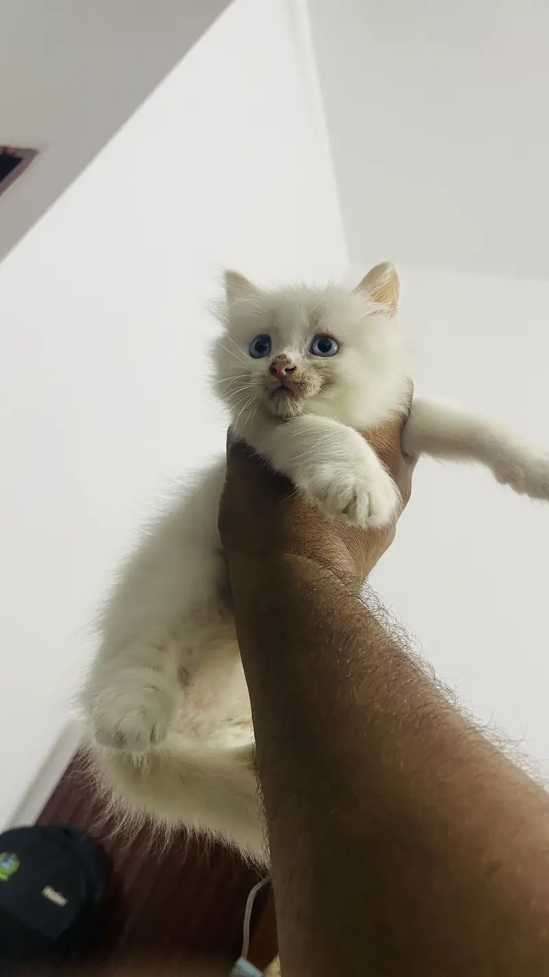 Blue eyes persian kitten for sale — photo 7