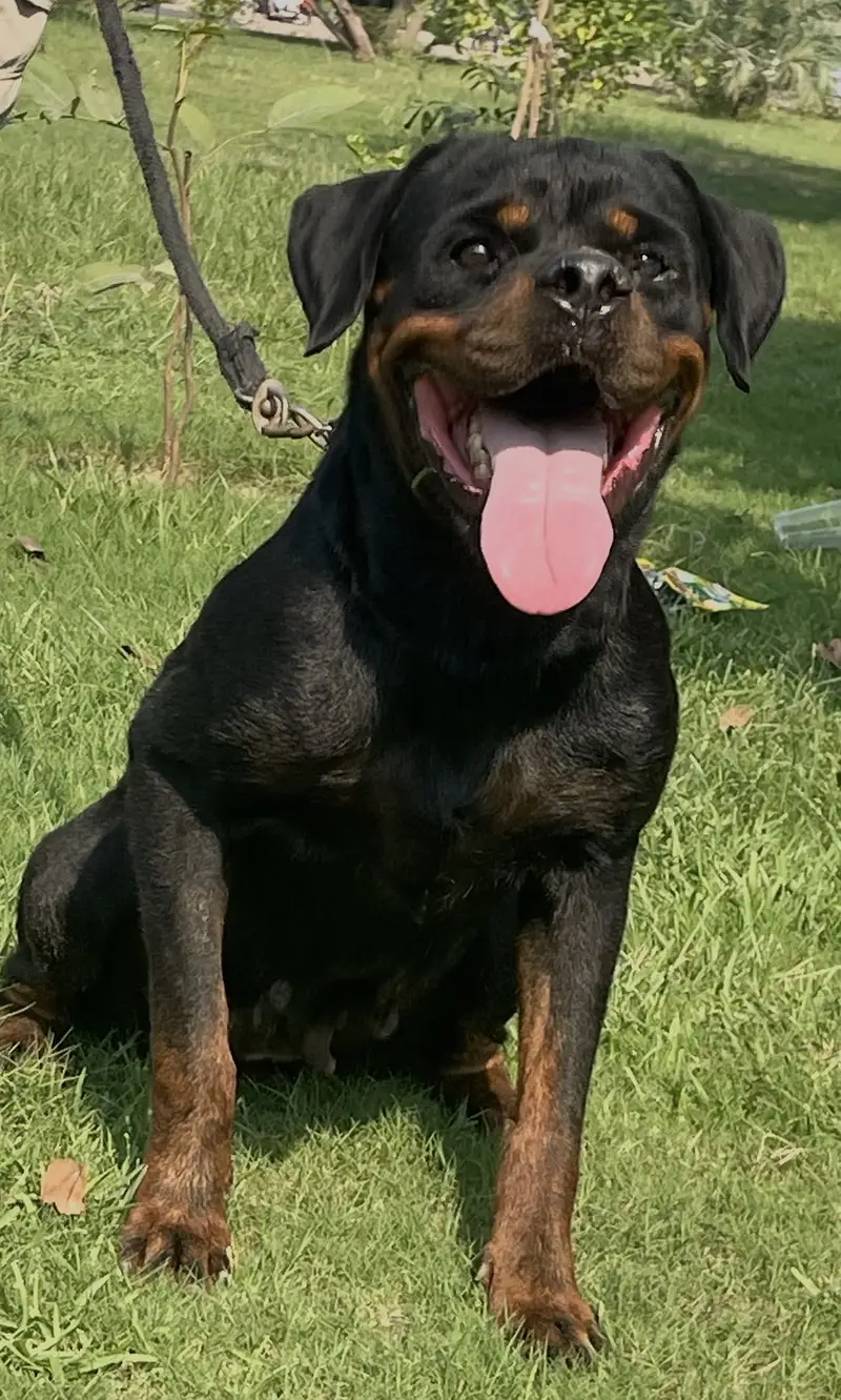 Breeder Rottweiler Female On Heat — photo 2