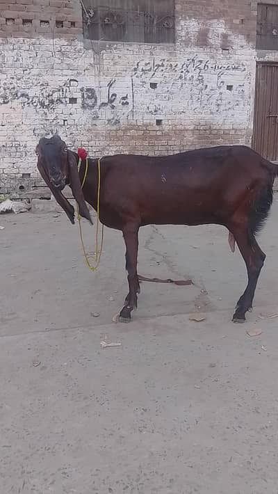pour nagri